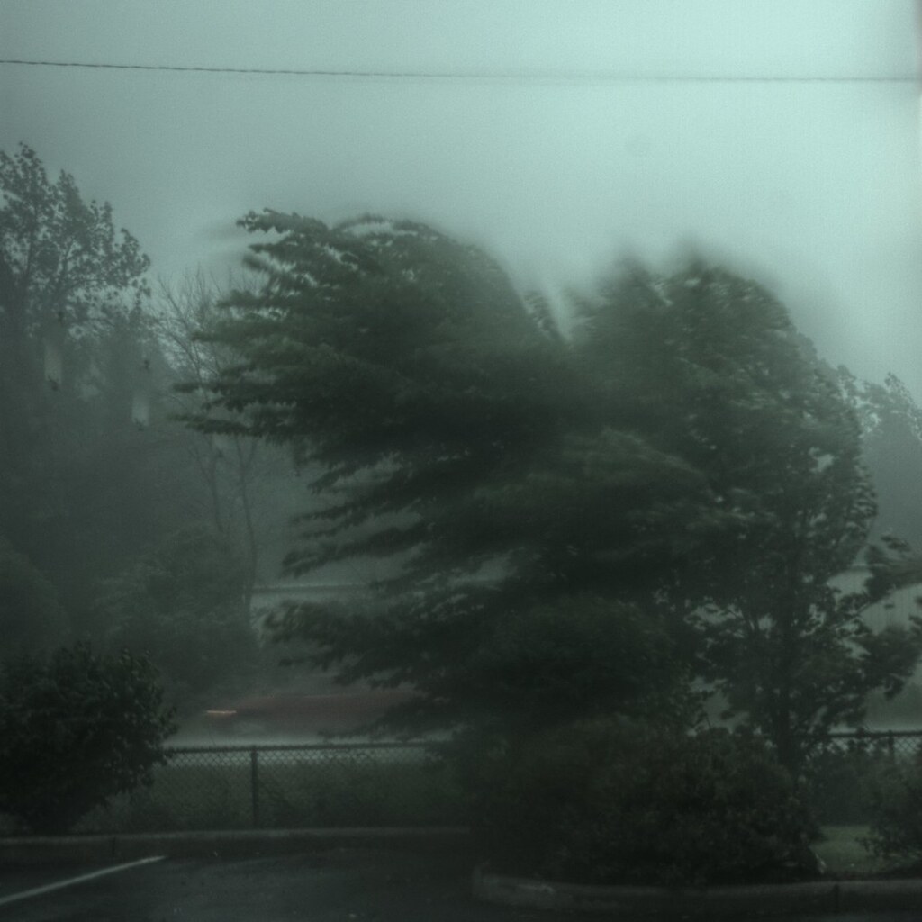 Photo of trees blowing in a gale