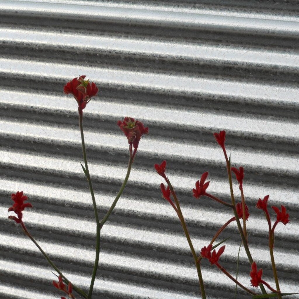 Photo of galvanized corrugated iron
