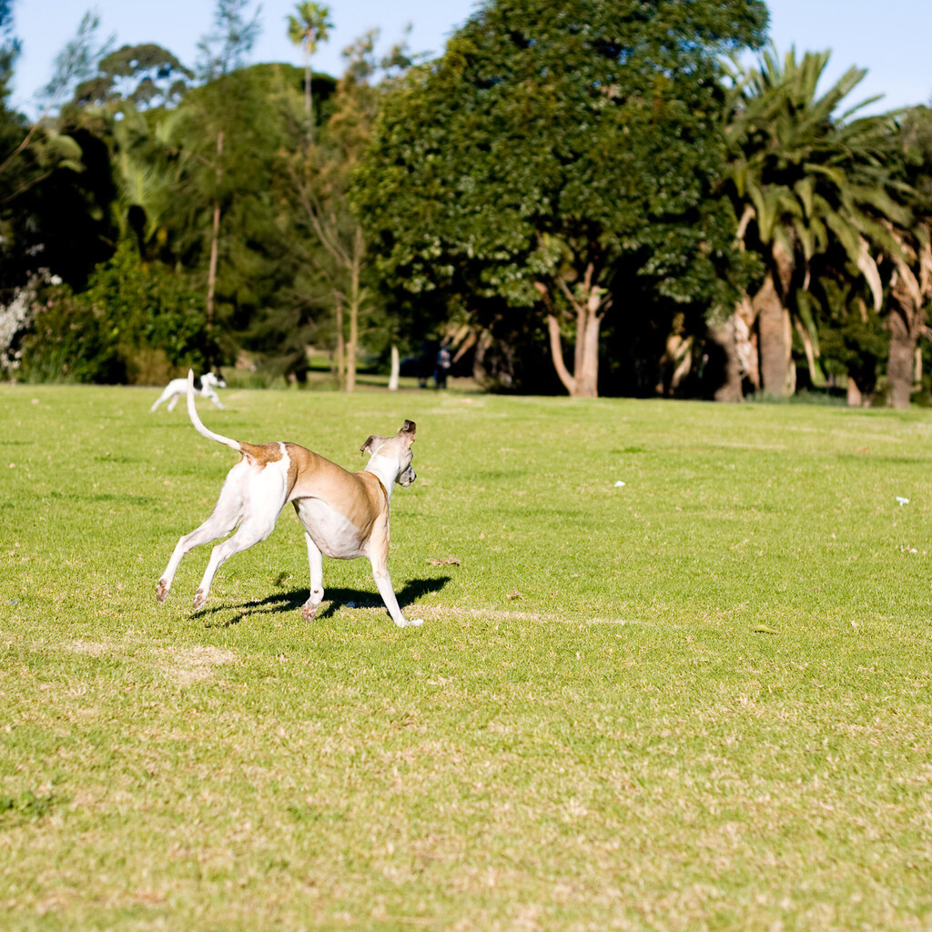 Photo of a dog gambolling