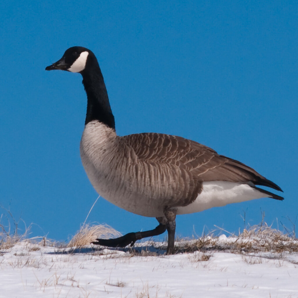 Photo of a gander.