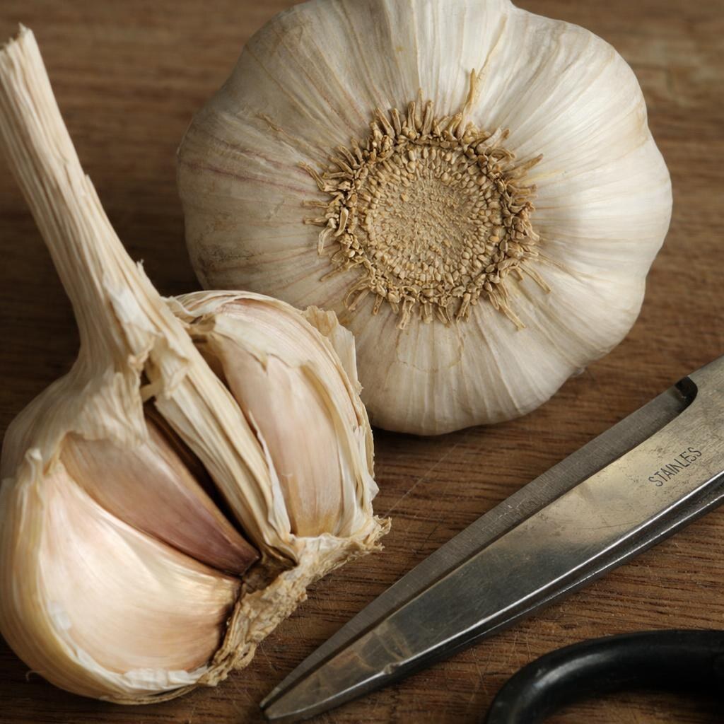 Photo of garlic