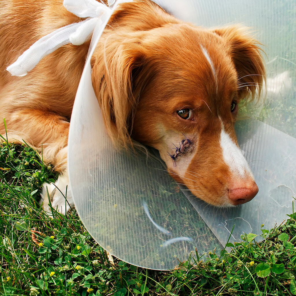 Photo of a wounded dog