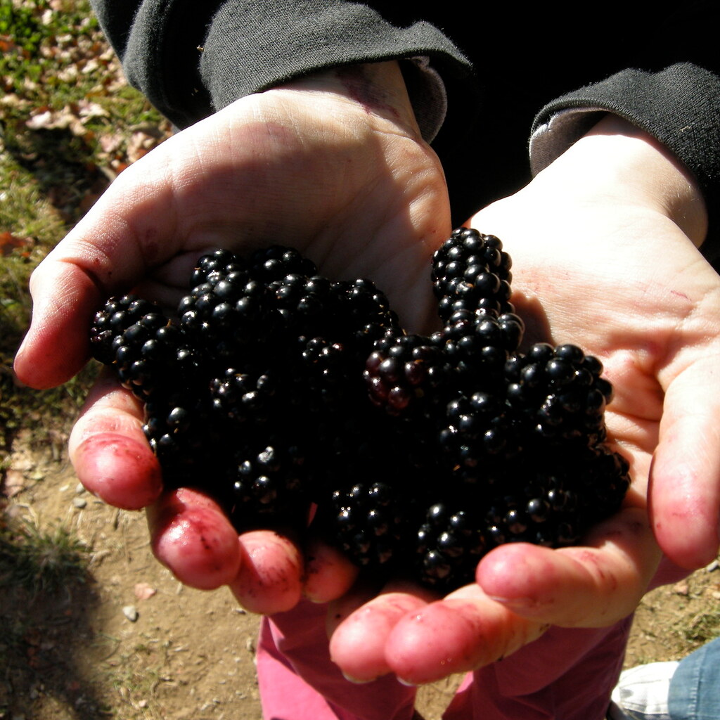 Photo of a handful of blackberries