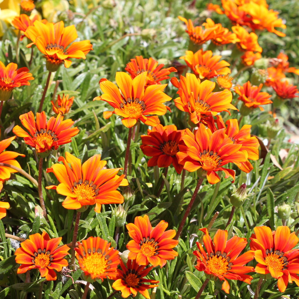 Photo of gazania flowers