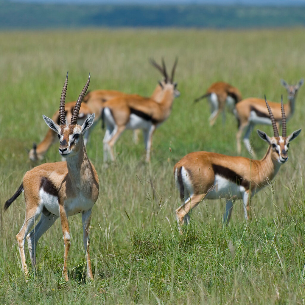 Photo of Thompson's gazelles