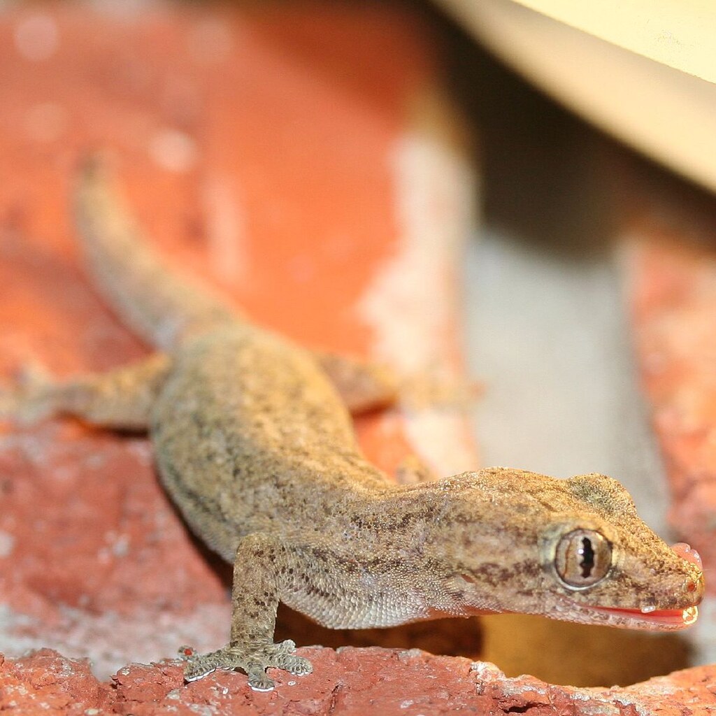 Photo of a gecko