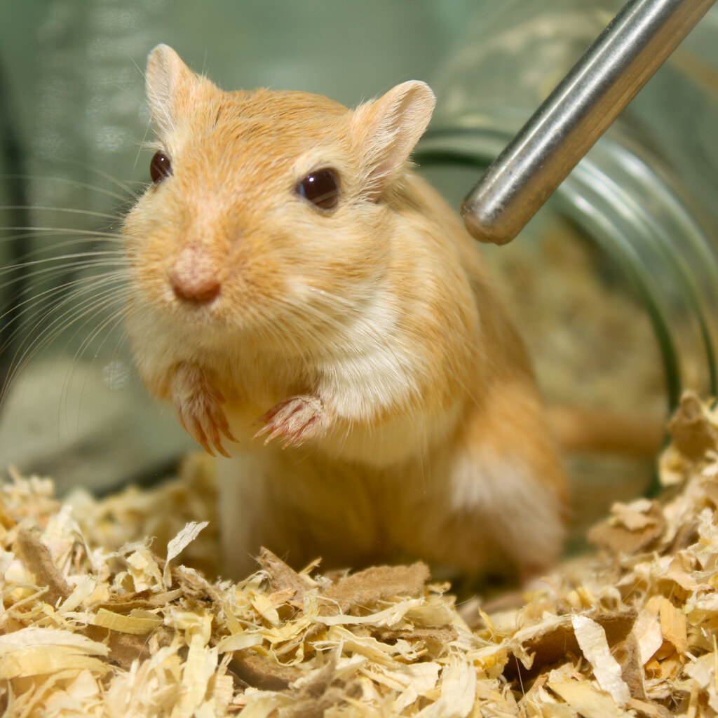 Photo of a gerbil