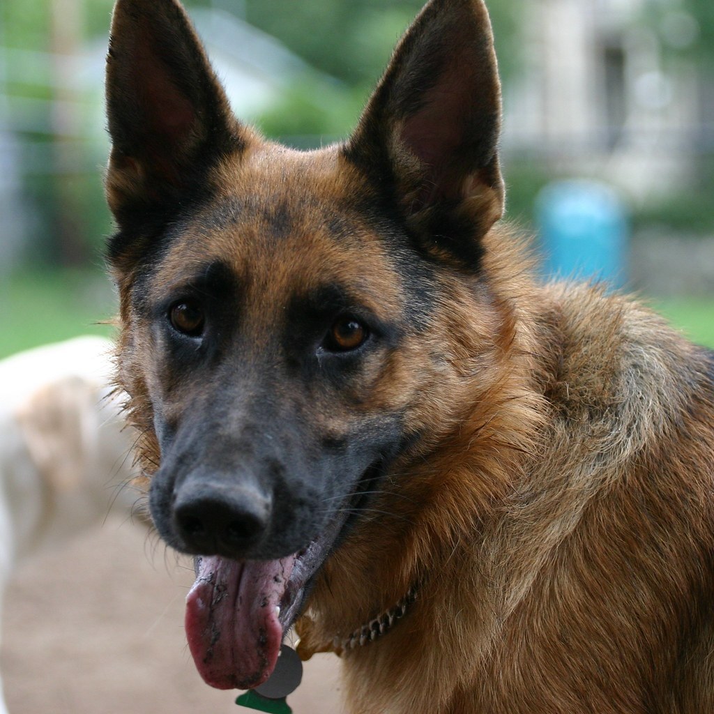 Photo of a German shepherd