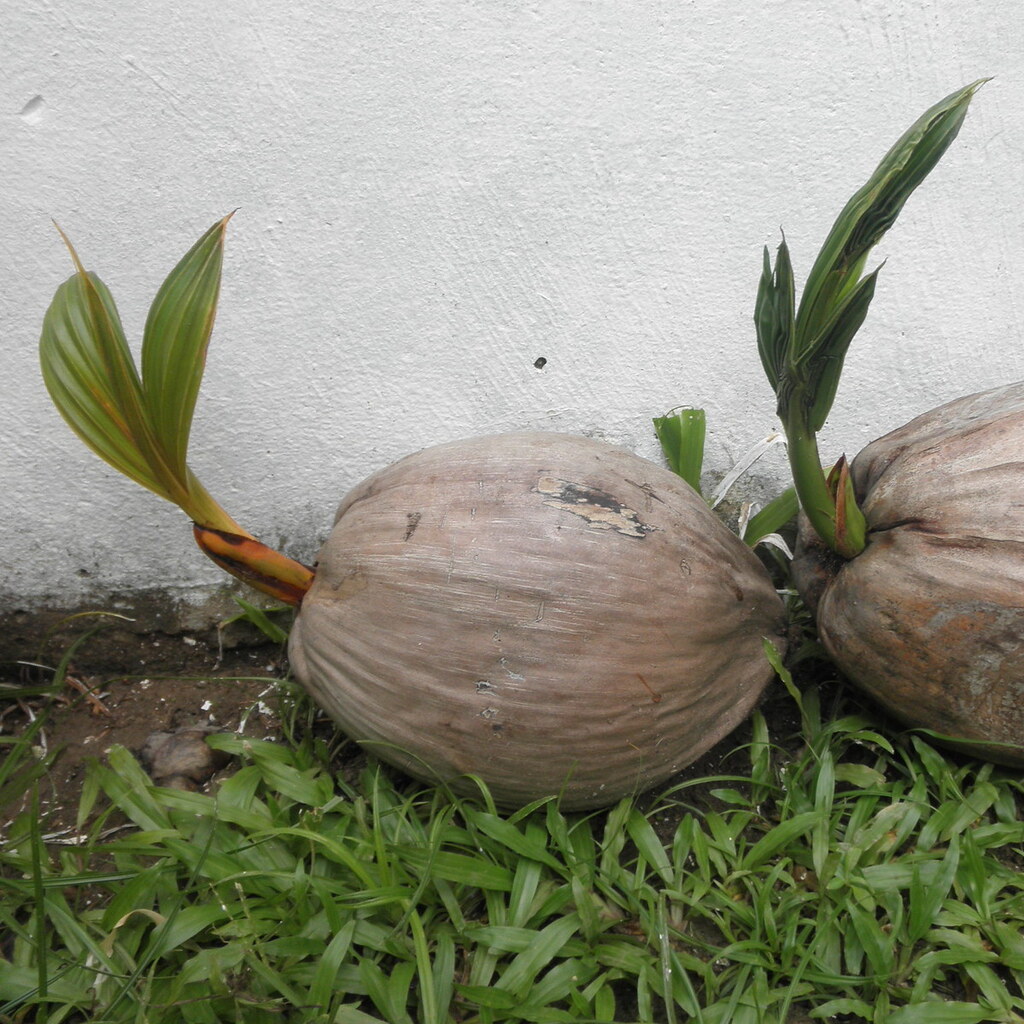 Photo of germinating coconuts