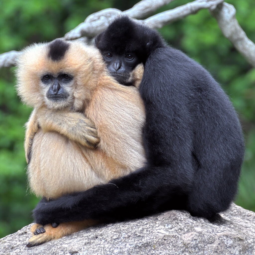 Photo of gibbons