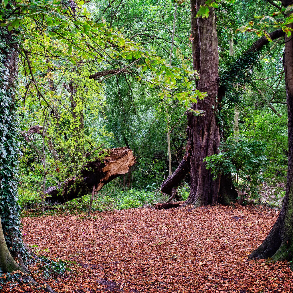 Photo of a glade in a forest