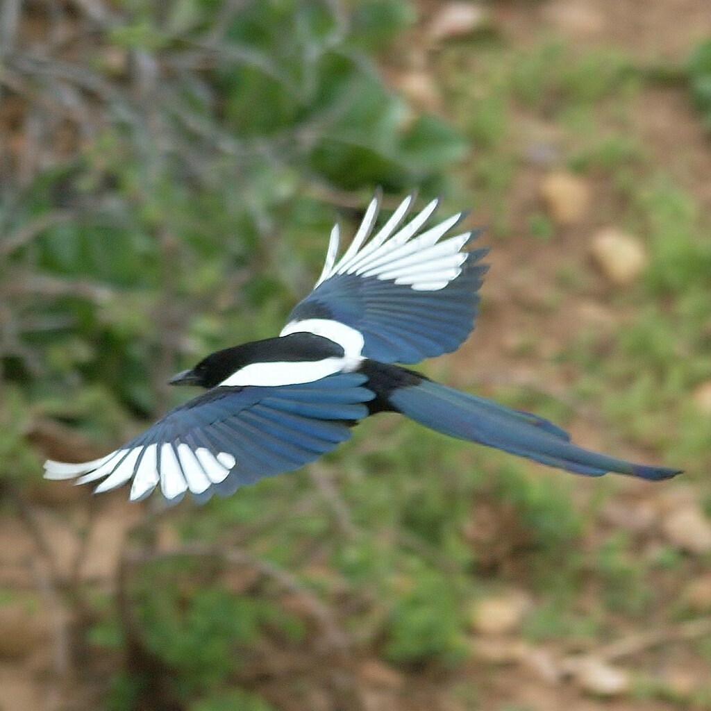 Photo of a bird gliding