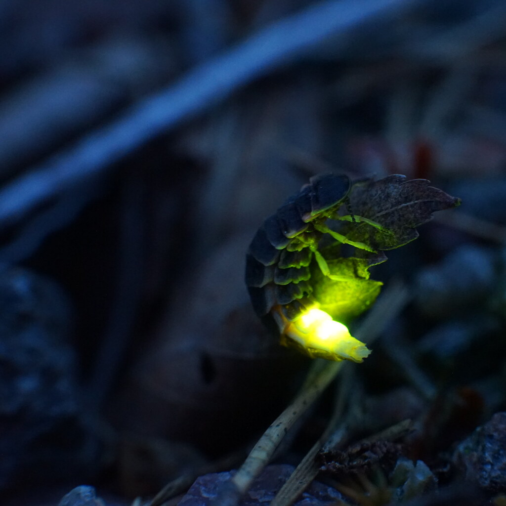 Photo of a glow worm