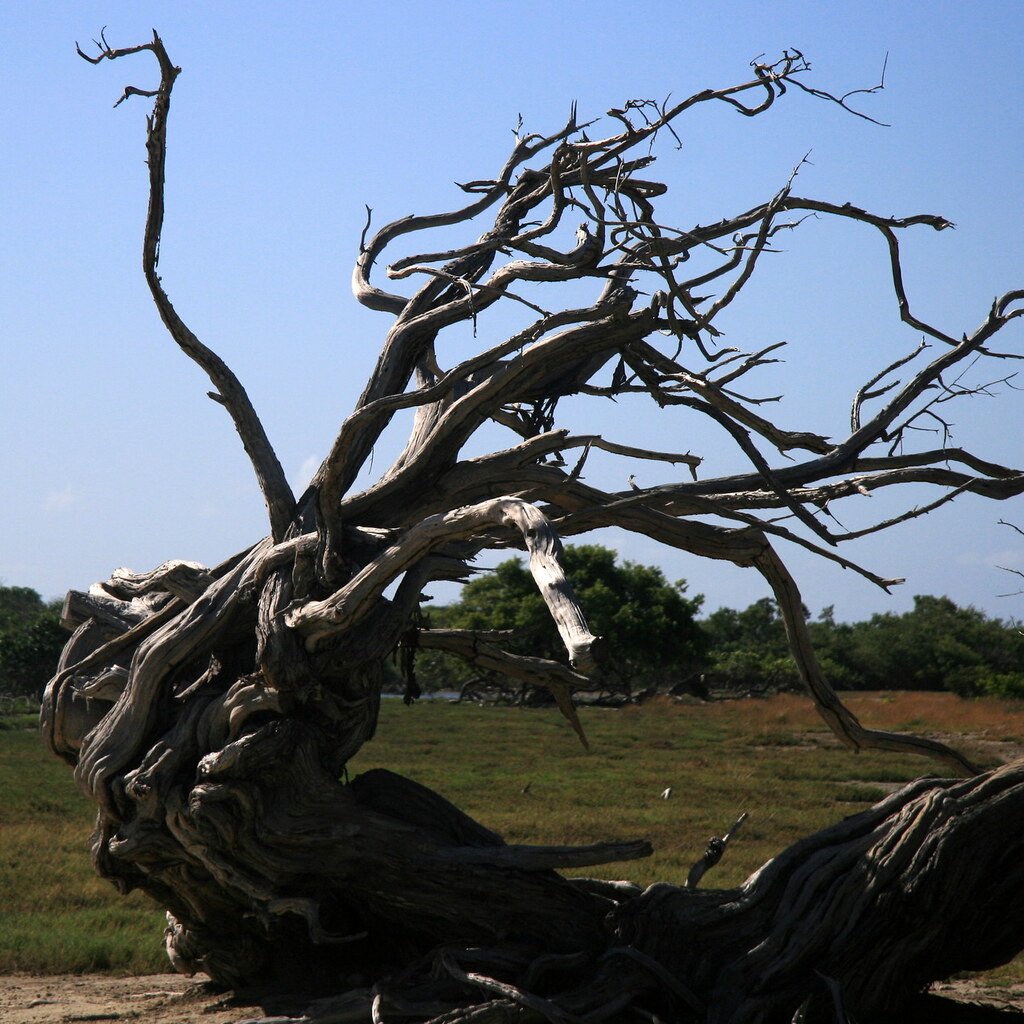 Photo of a gnarled tree