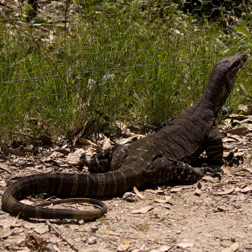 Photo of a goanna