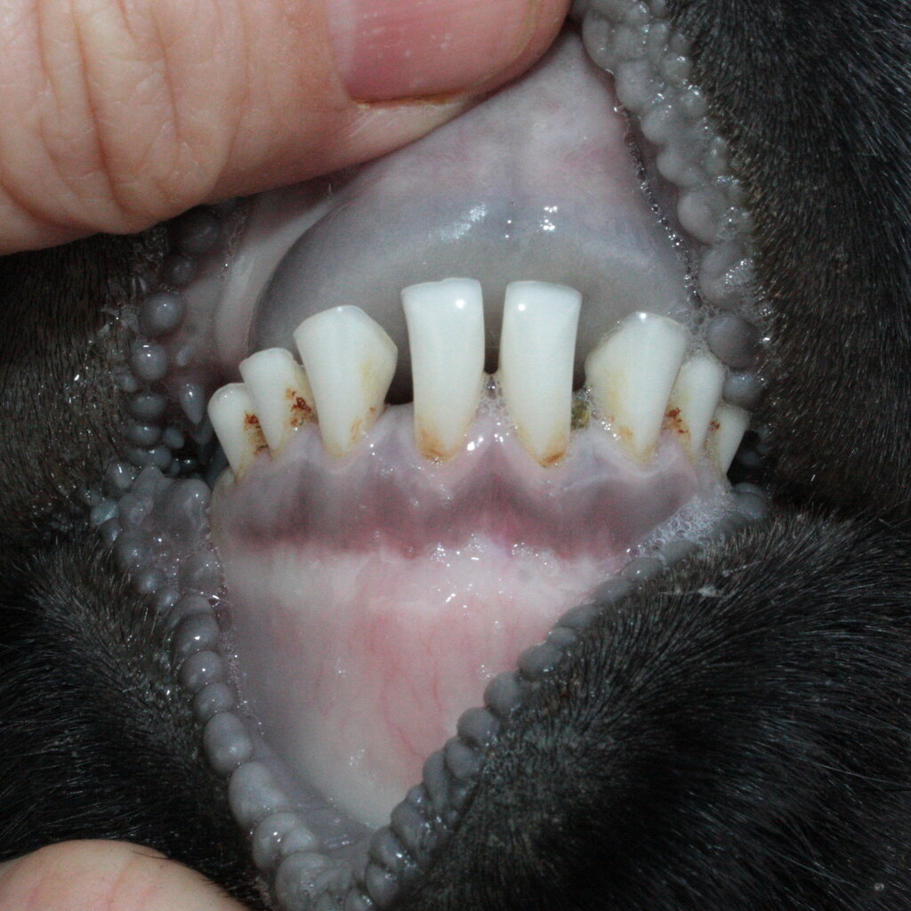 Photo of goat teeth
