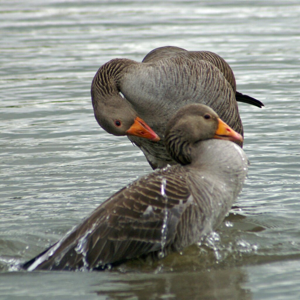 Photo of two geese