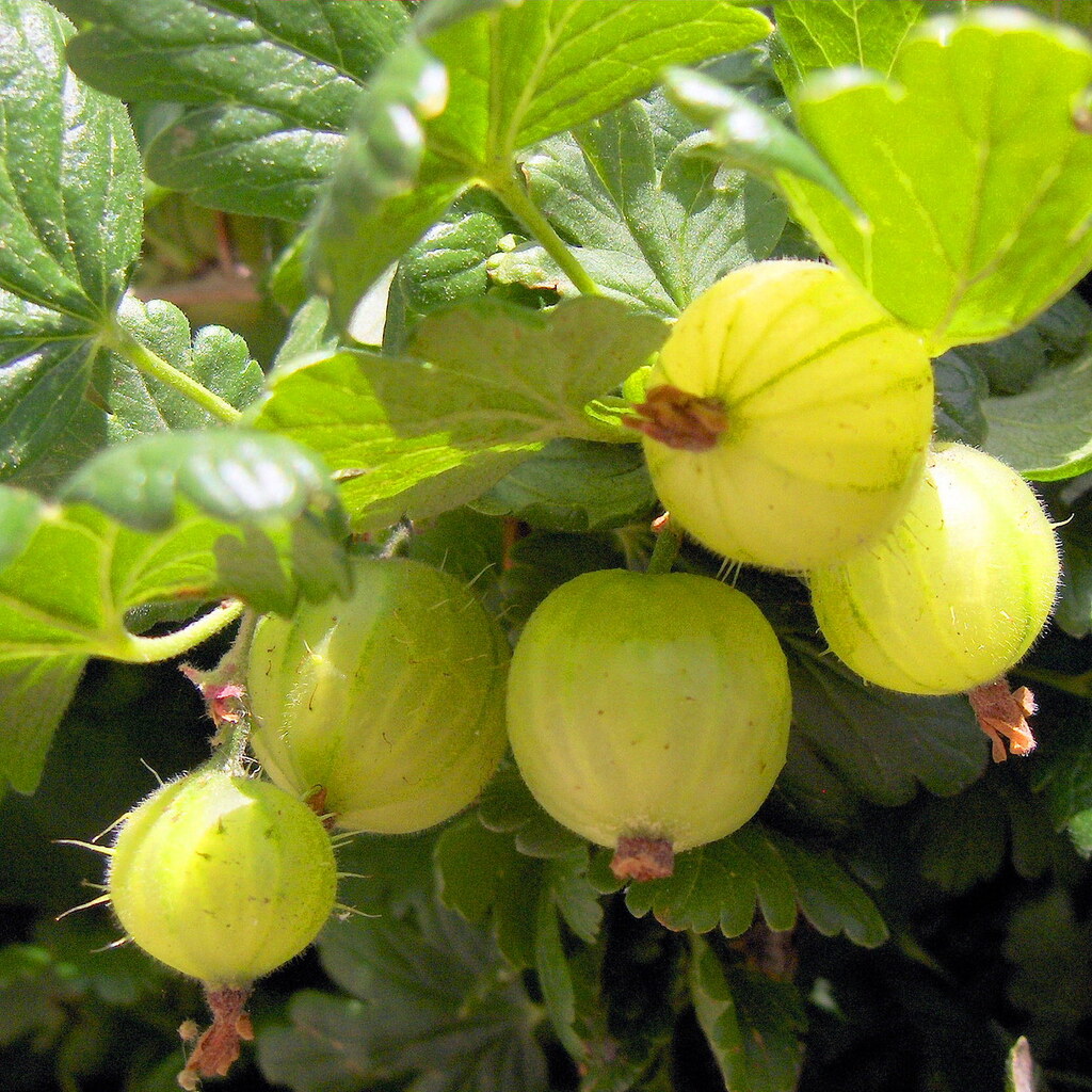 Photo of gooseberries