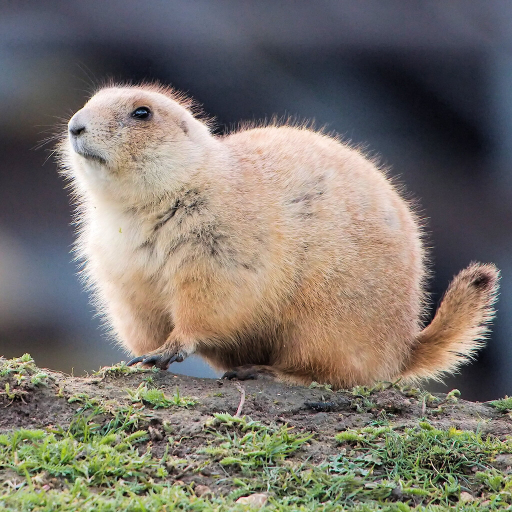 Photo of a gopher