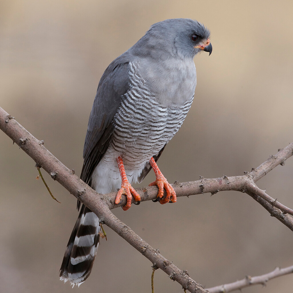 Photo of a goshawk