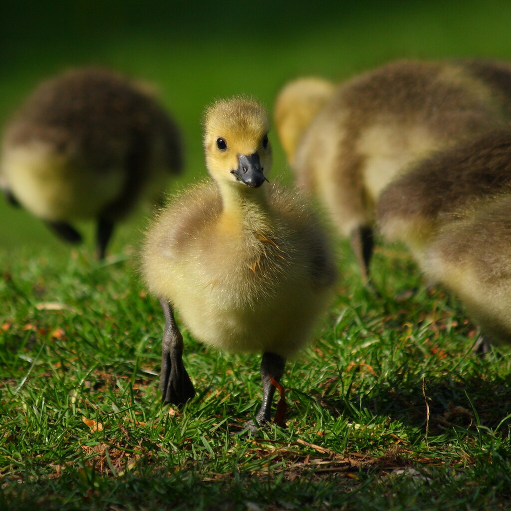 Photo of a gosling