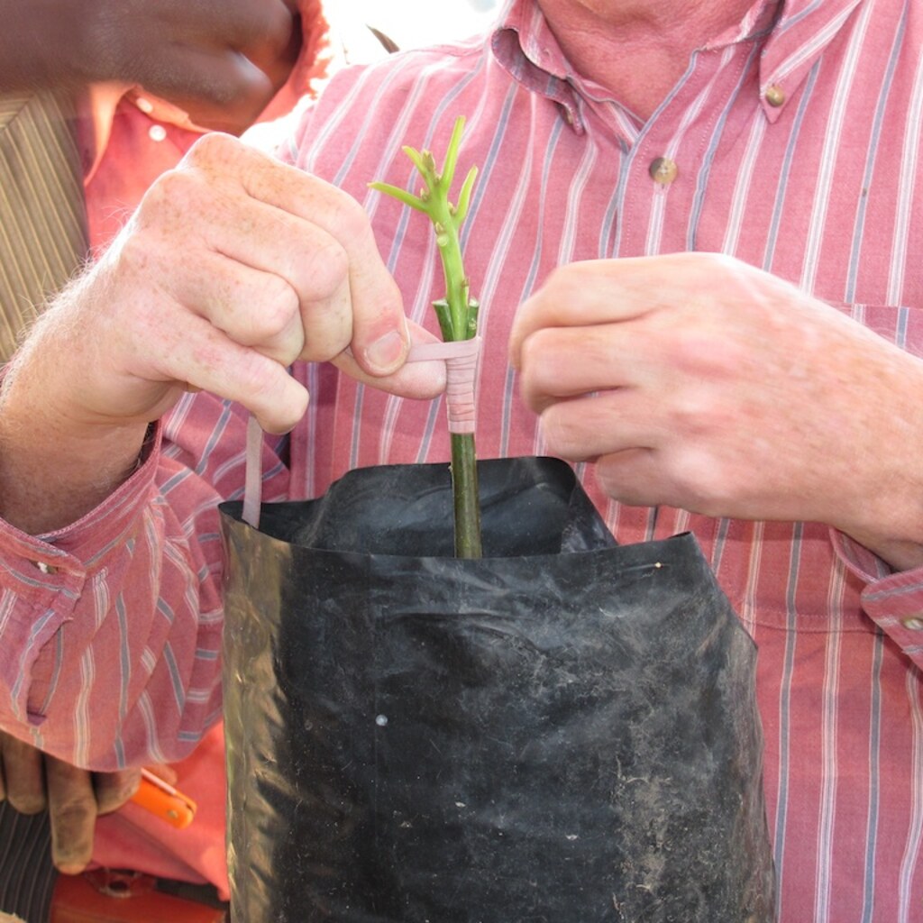 Photo of tree grafting