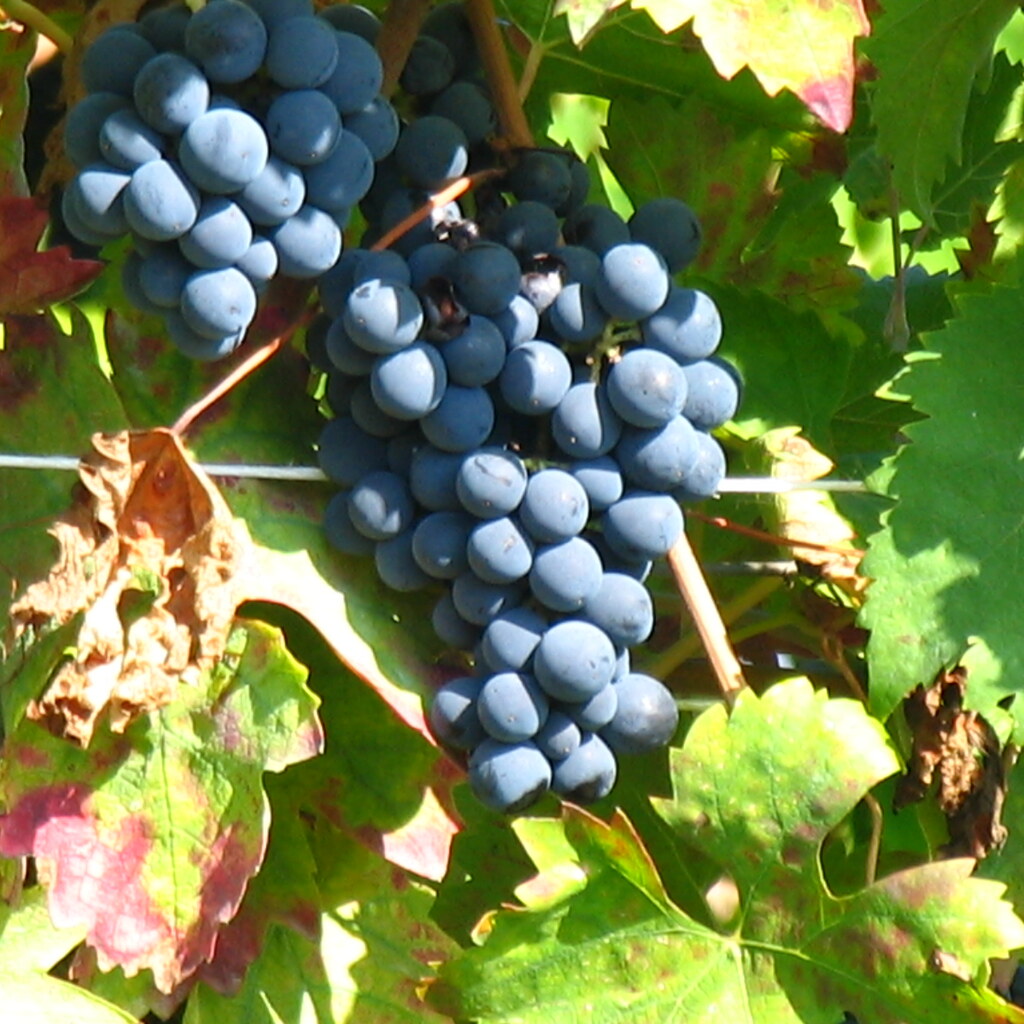 Photo of grapes.