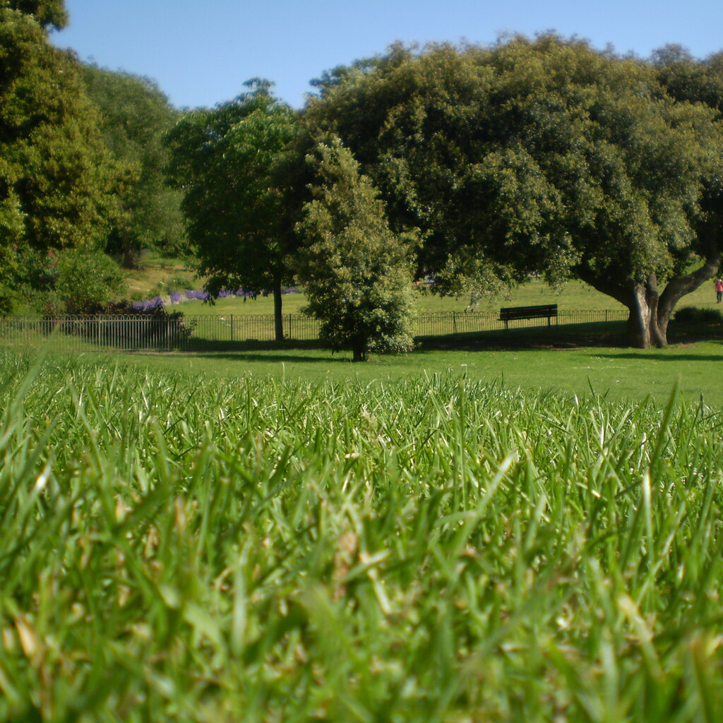 Photo of grass.