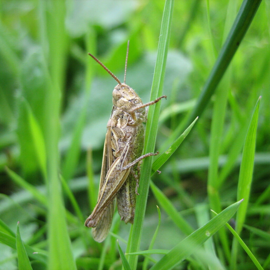 Photo of a grasshopper