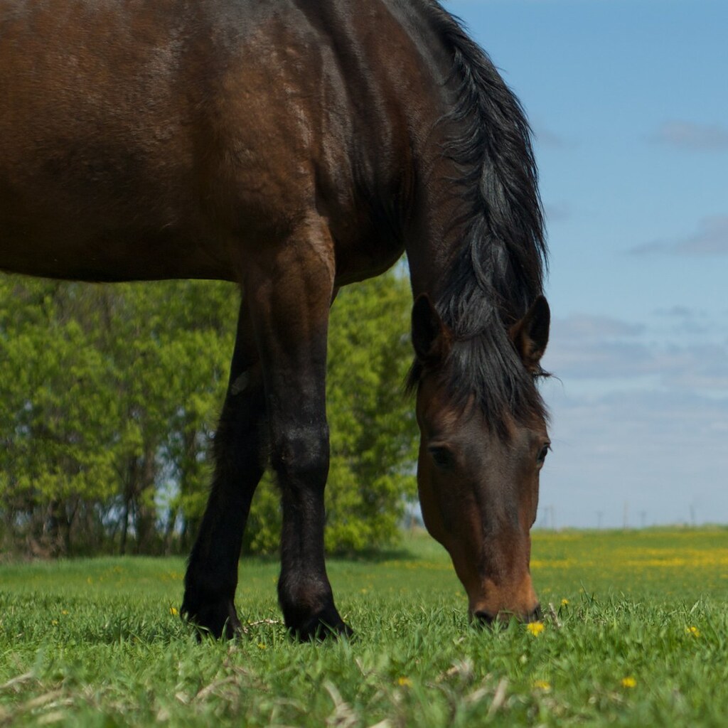 Photo of a horse grazing