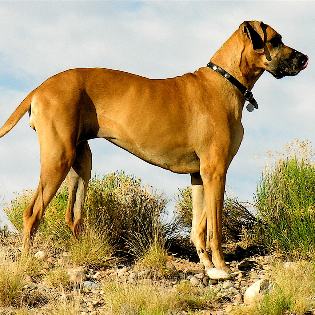 Photo of a great dane dog