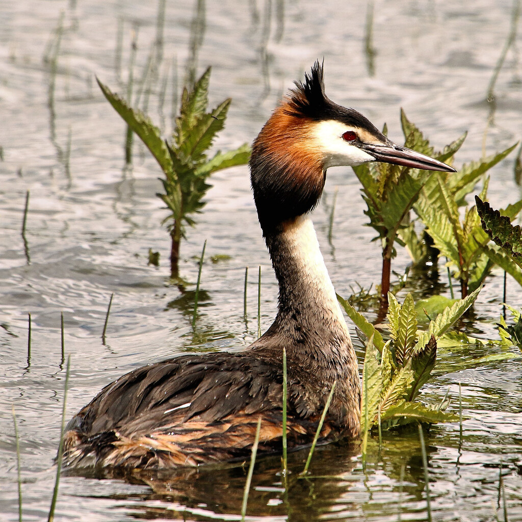 Photo of a grebe