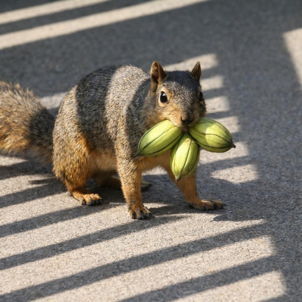 Photo of a greedy squirrel
