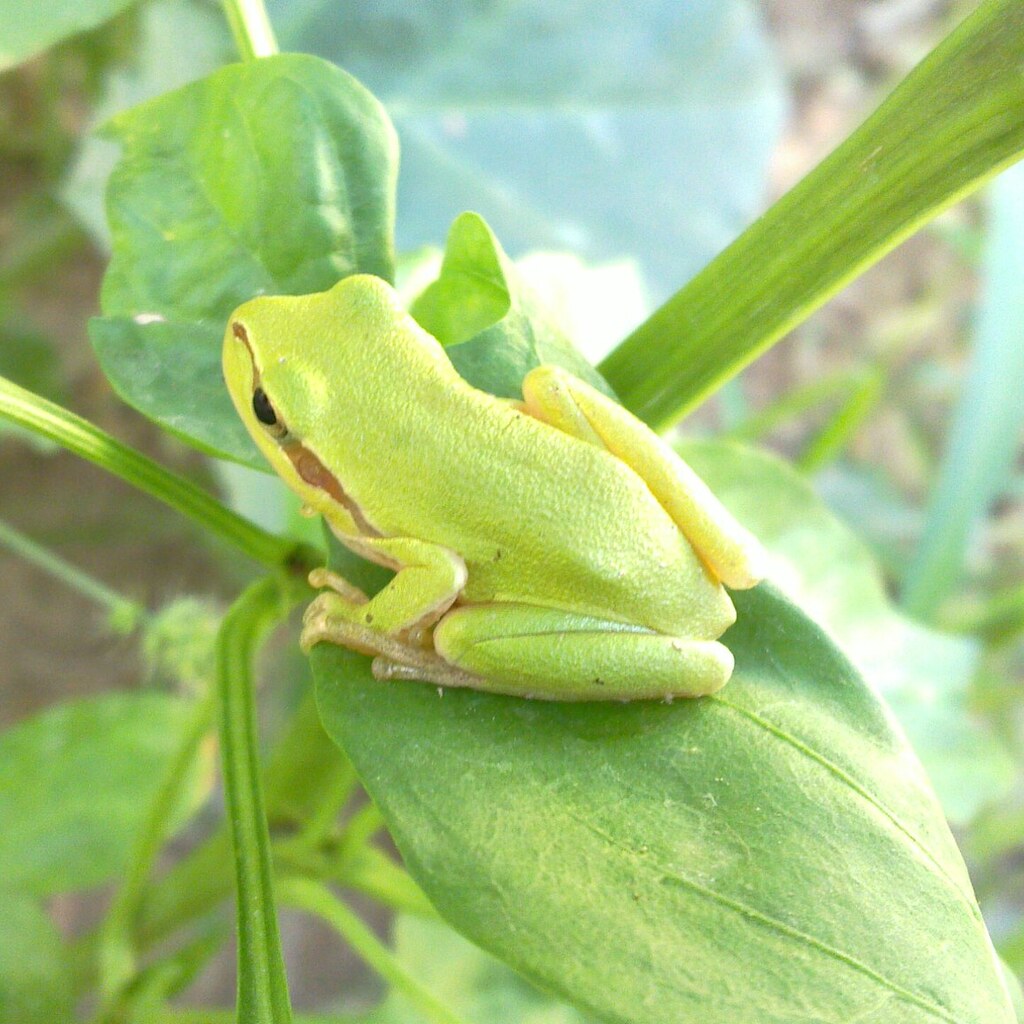 Photo of a green frog