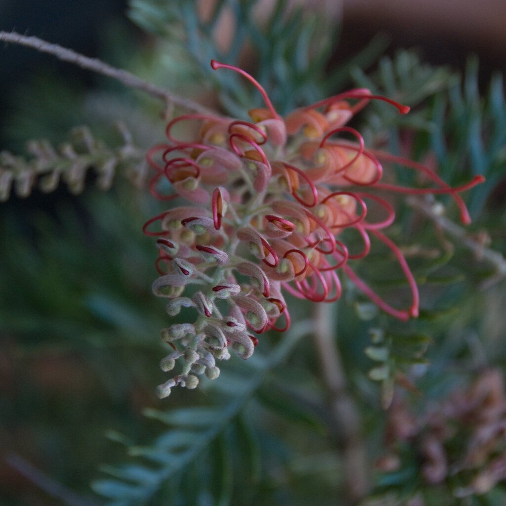 Photo of grevillea flower