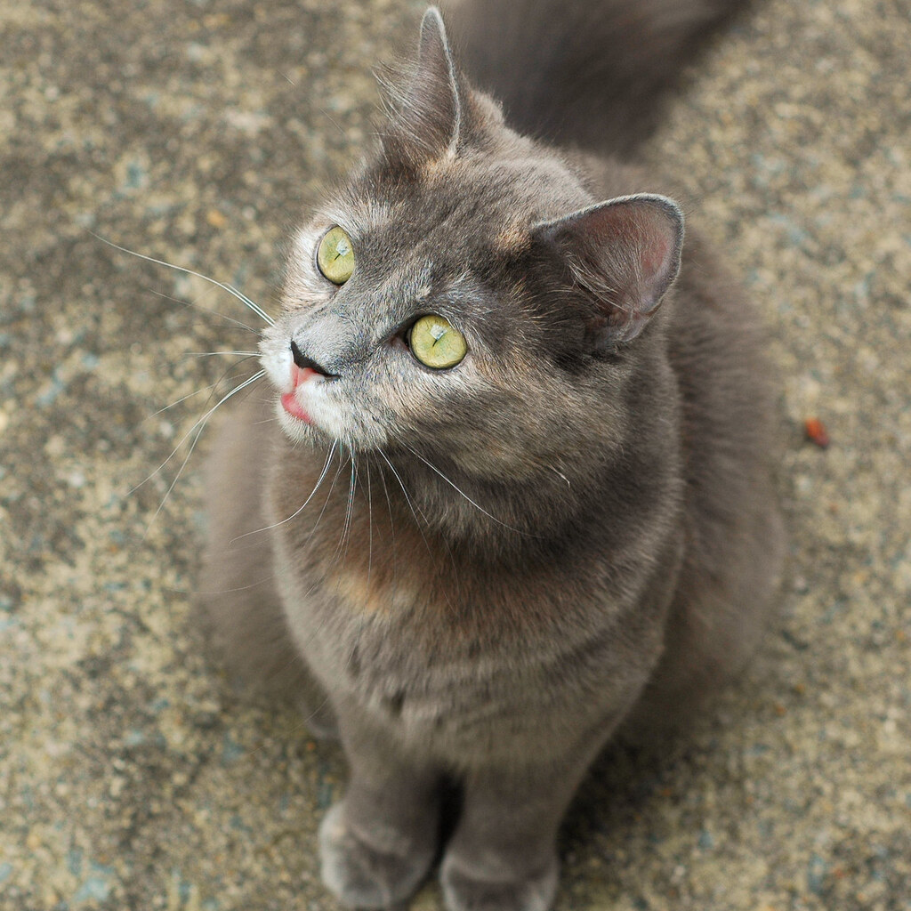 Photo of a grey cat