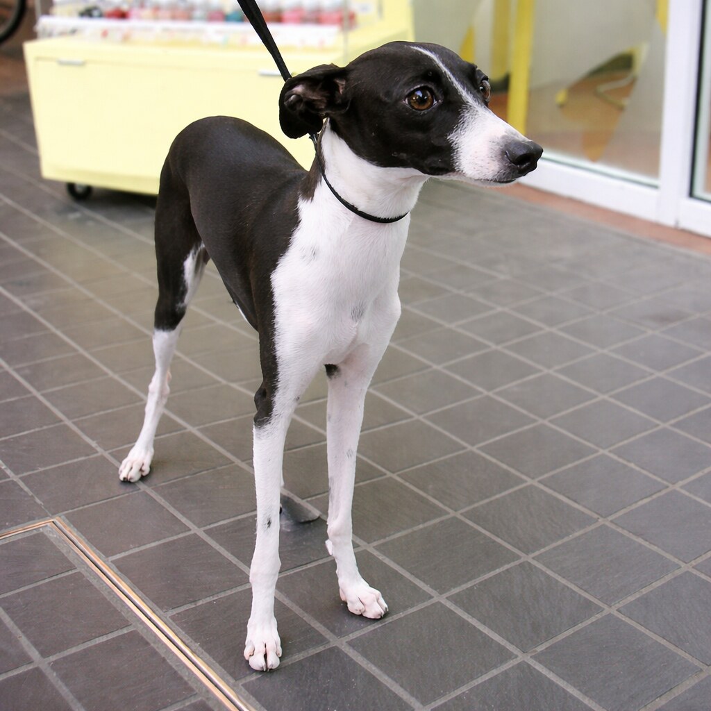 Photo of a greyhound.