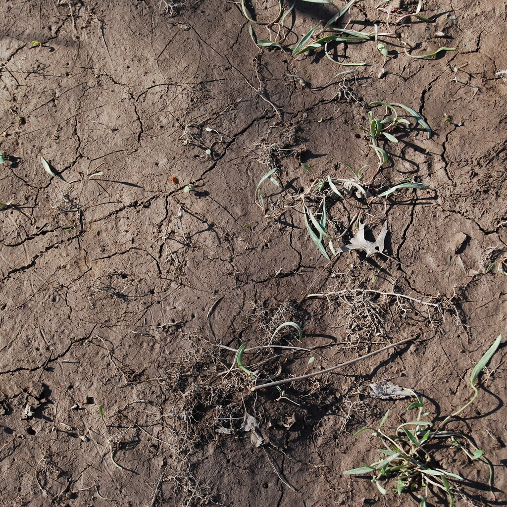 Photo of the ground