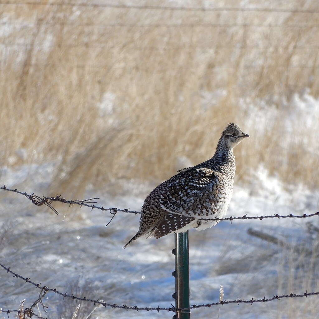 Photo of a grouse