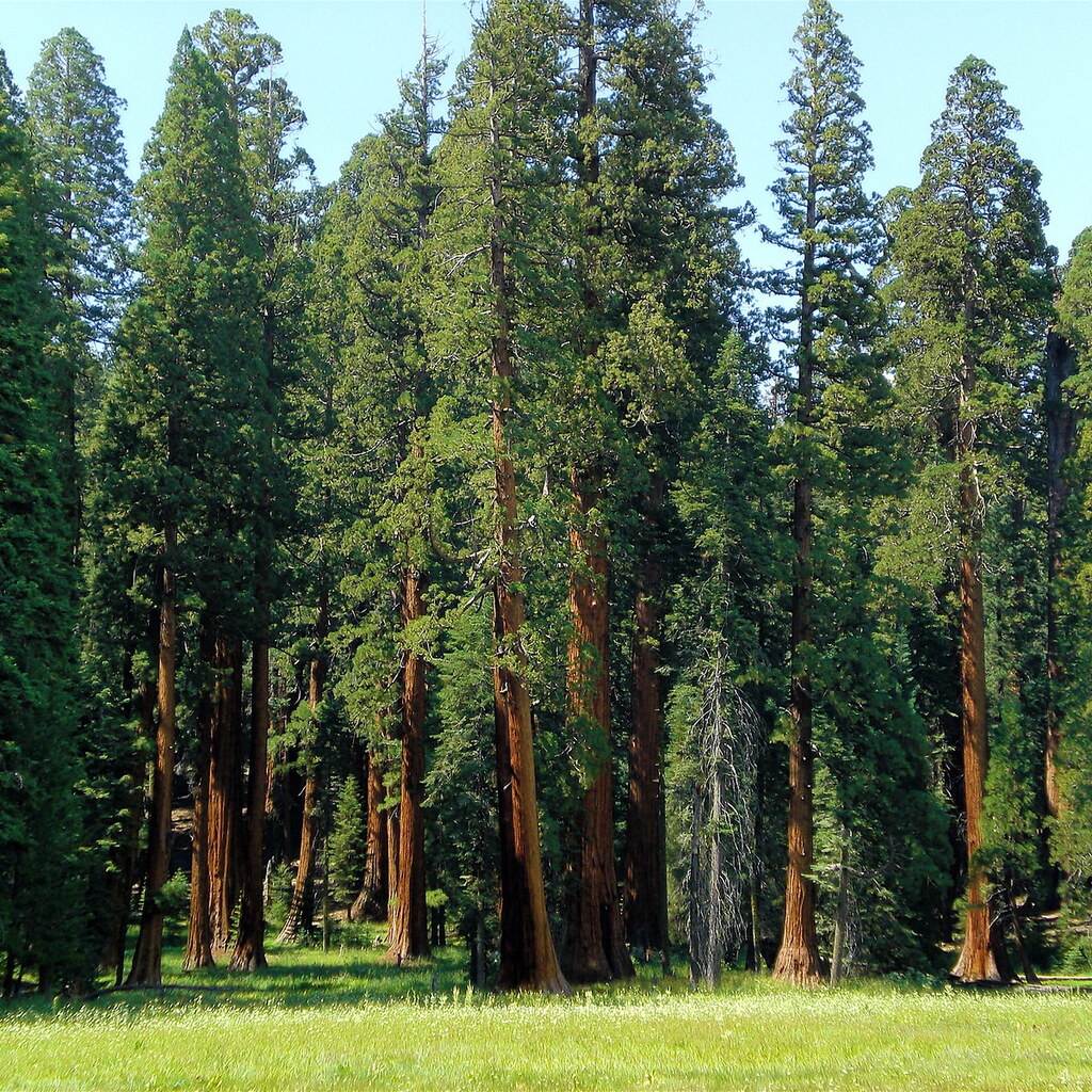 Photo of a grove of trees