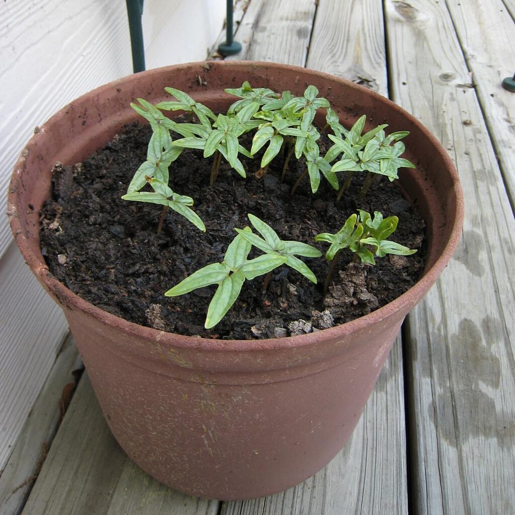 Photo of plants growing