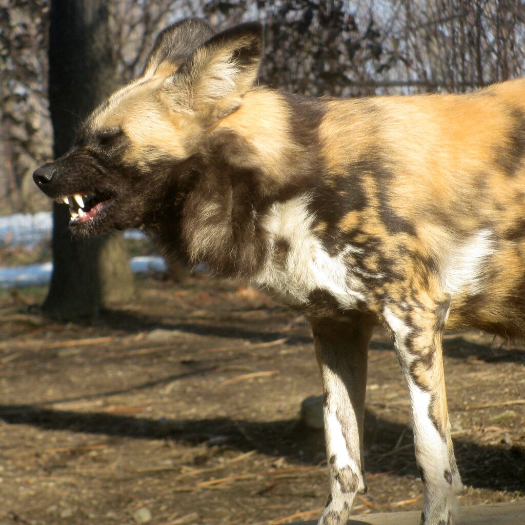 Photo of a dog growling