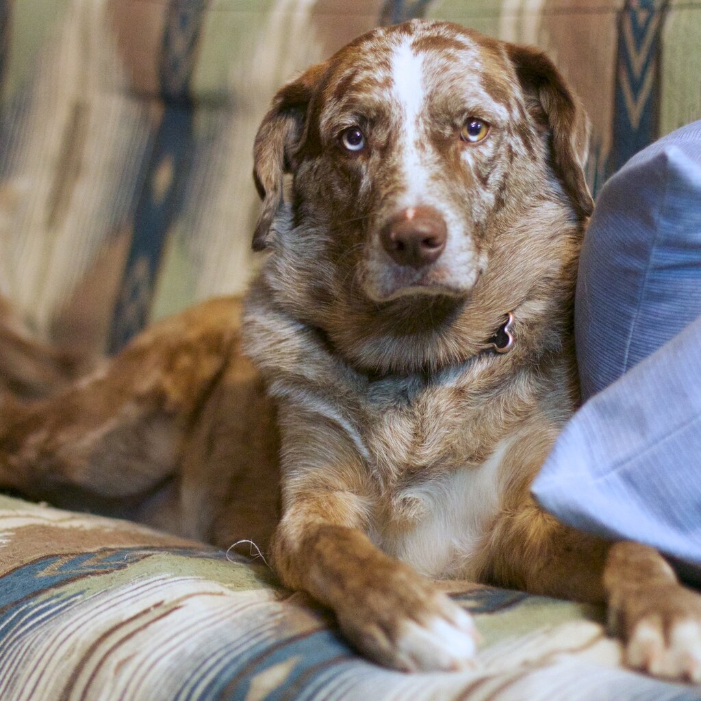 Photo of a fully grown dog
