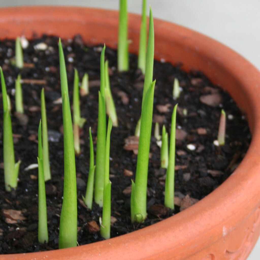 Photo of seedlings growing