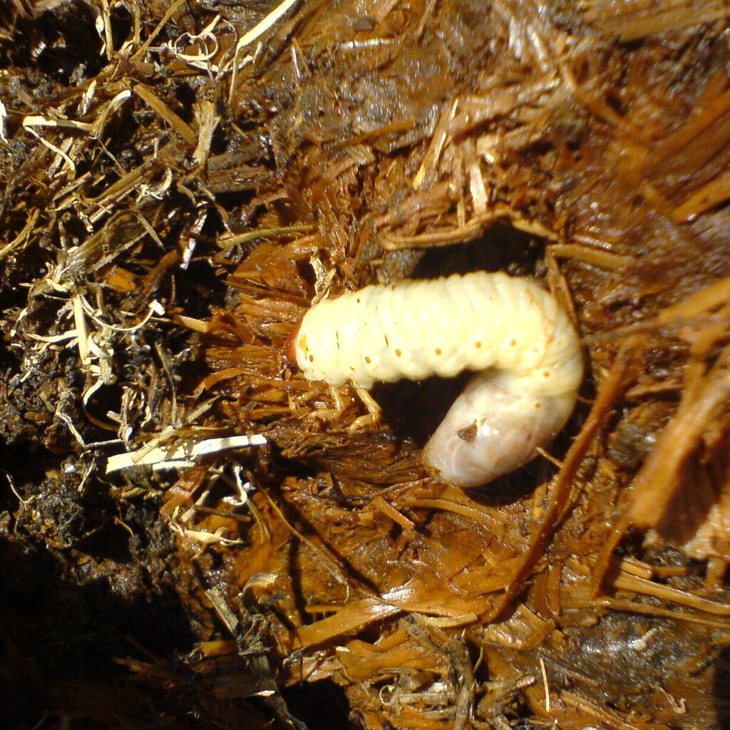 Photo of a grub