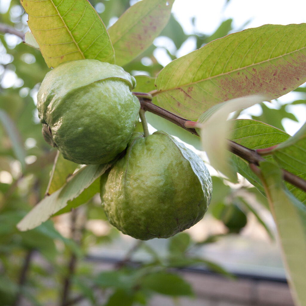 Photo of guava fruit