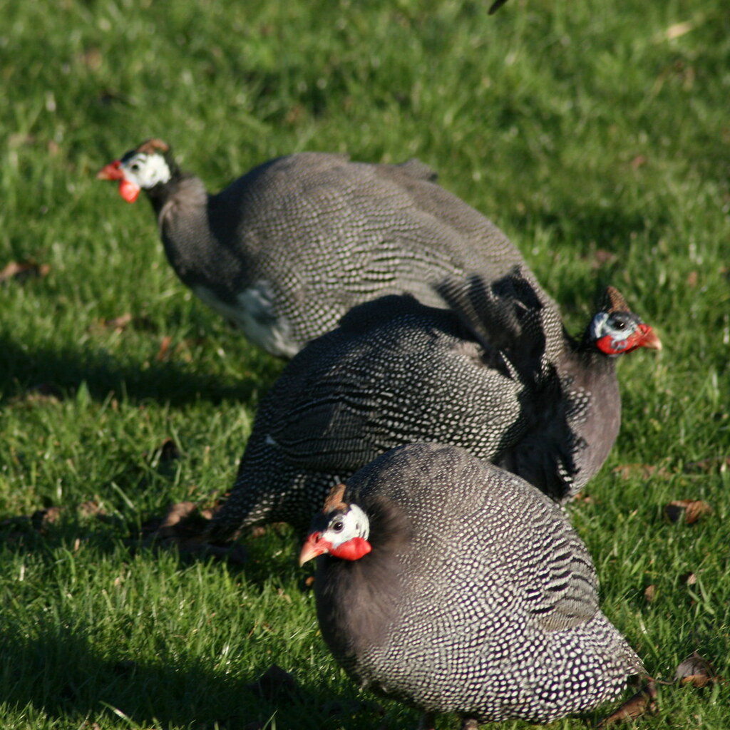 Photo of guinea fowl