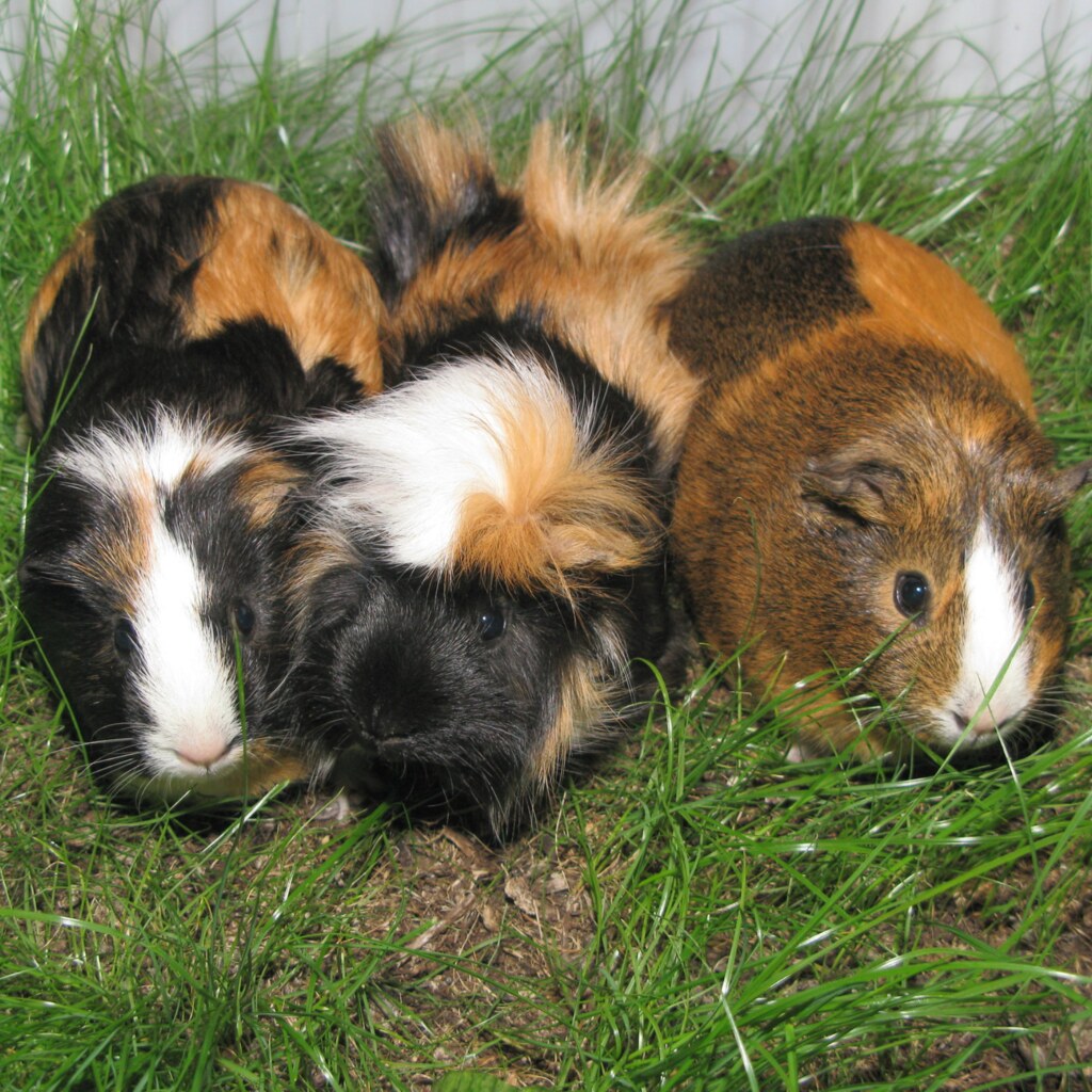 Photo of guinea pigs