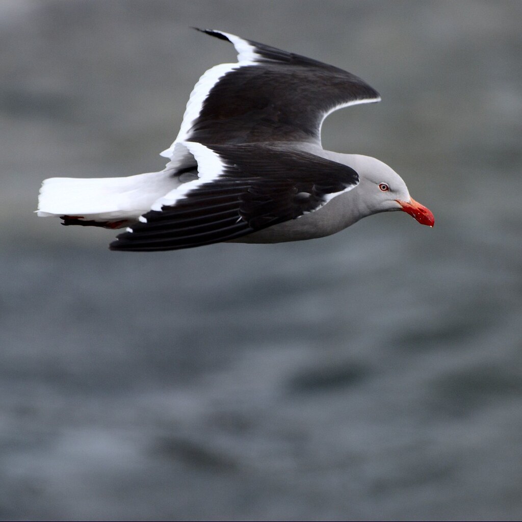 Photo of a flying gull