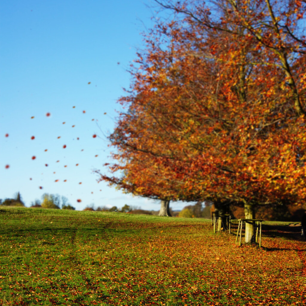Photo of leaves blown off some trees